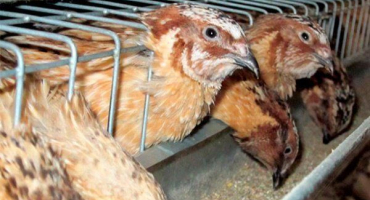 Základy krmení křepelek: jak a čím krmit ptáky?